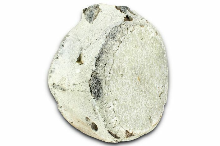 Fossil Whale Caudal Vertebra - Yorktown Formation #362063